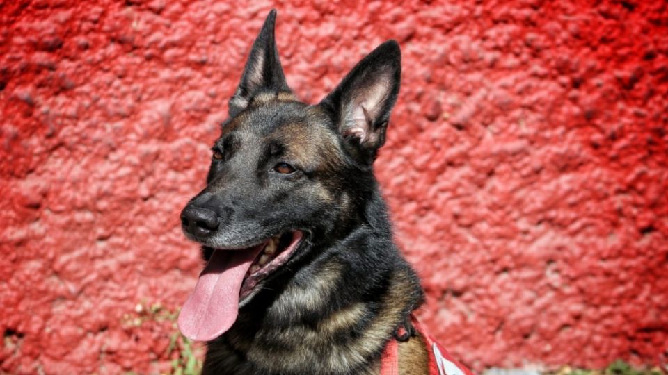 Es uno de los seis perros que ayudarán en tareas de rescate.