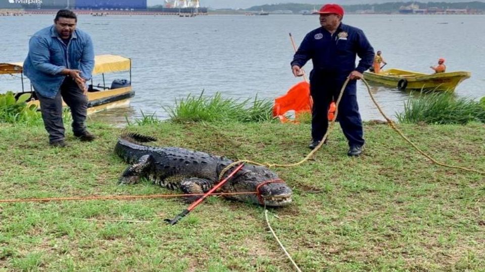 El animal midió tres metros con 40 centímetros. Se trata de una especie que se distribuye en Guatemala, Belice y todo el Golfo de México