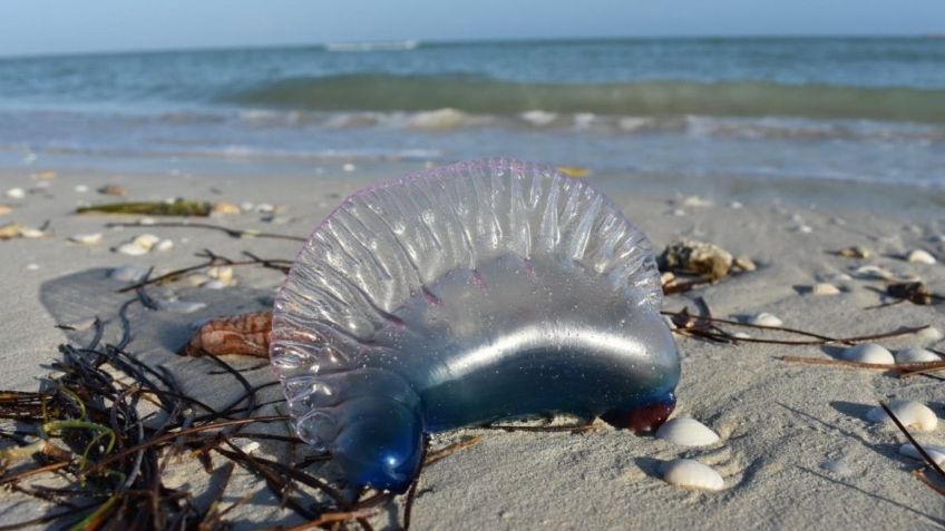 Medusas ponen en alerta a los bañistas en Yucatán