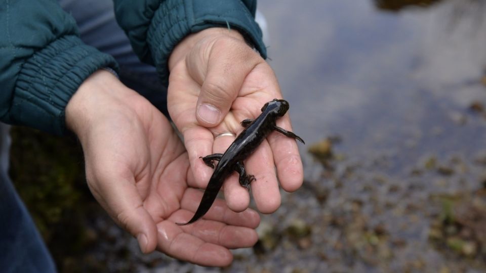 La UNAM busca salvar esta especie con tu ayuda.