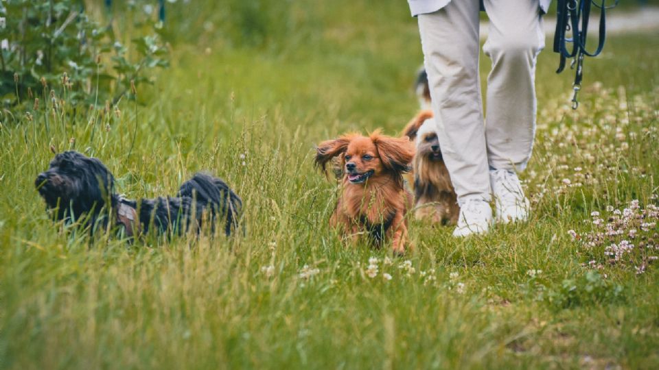 Si no comieron plantas tóxicas para mascotas, no hay nada de qué preocuparse.