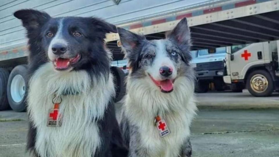 Balam y Orly, son hijos del binomio canino Athos