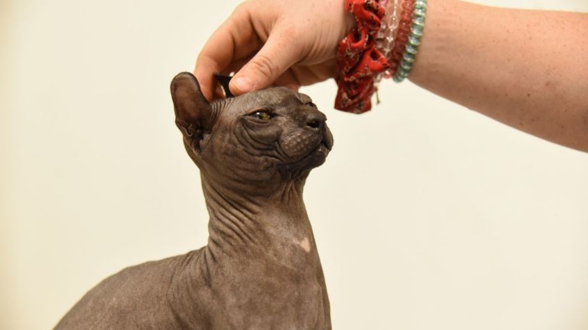 ¡Adoptado! Gato tatuado por “Los Mexicles” en Cereso de Ciudad Juárez se va a Texas