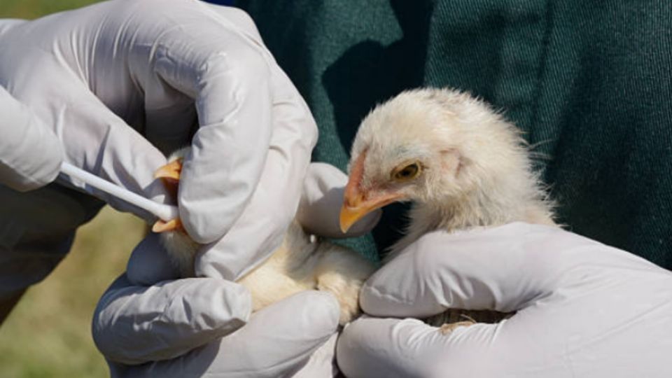 Los casos que se han producido ocurrieron en personas con contacto muy cercano con aves infectadas o muertas