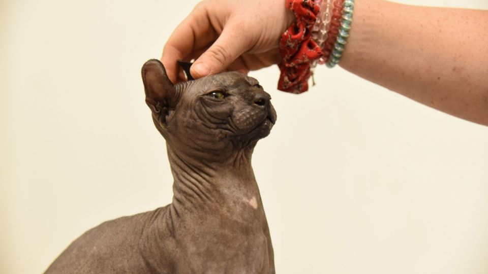 El animalito presuntamente pertenecía a 'El Neto', líder de la banda de Los Mexicles