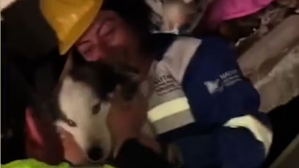 Se cree que el husky quedó atascado cuando el edificio de dos pisos en el que se encontraba colapsó el pasado el 6 de febrero