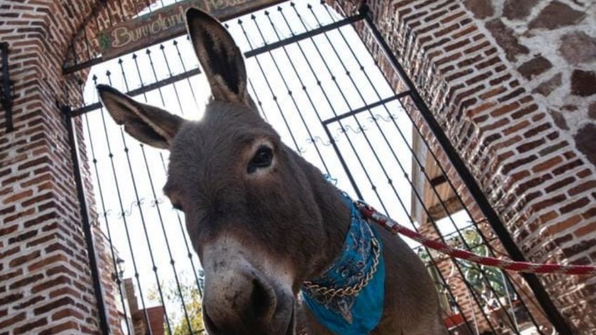 Burrolandia: el santuario dedicado a proteger al burrito mexicano, una especie en peligro de extinción