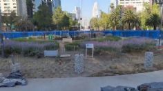 Glorieta de Reforma amanece sin ahuehuete, lo reemplazarán con un "árbol hermano"