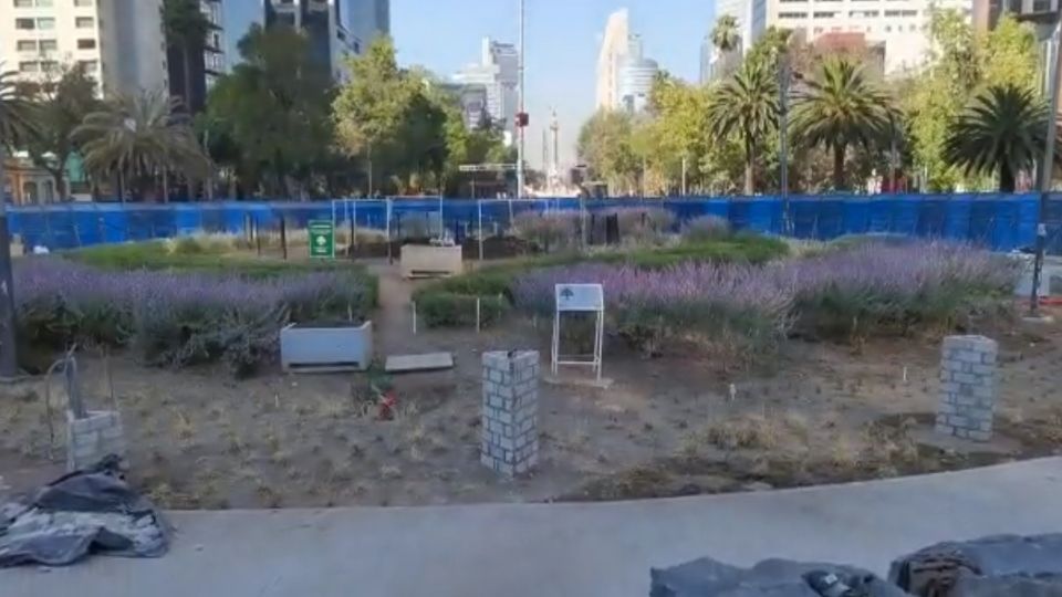 La Glorieta de Reforma amaneció sin el ahuehuete