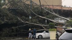 Vuelven a caer árboles por fuertes vientos en CDMX: activan alerta amarilla en 14 alcaldías