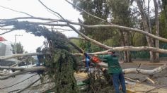 Edomex: granizada provoca caída de árbol y viste de blanco al Nevado de Toluca