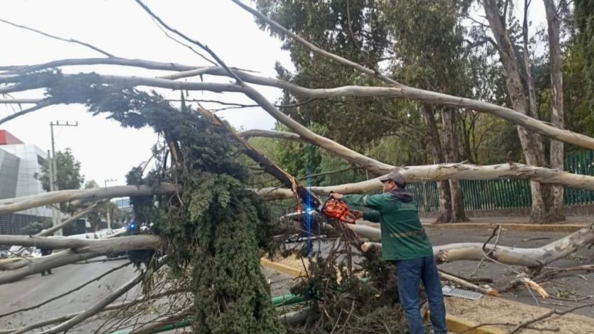 Edomex: granizada provoca caída de árbol y viste de blanco al Nevado de Toluca