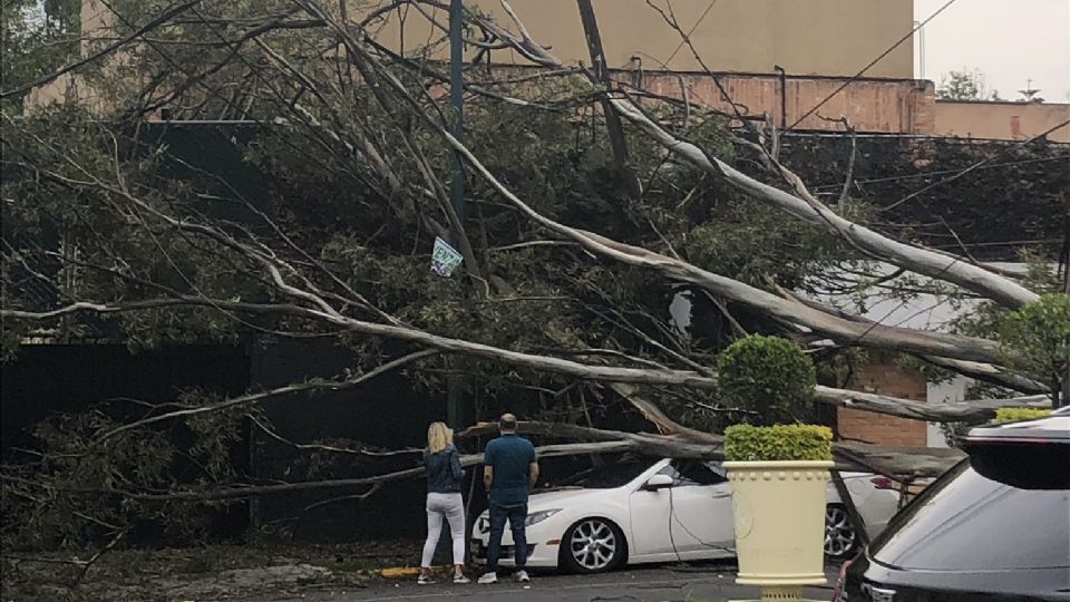 Árbol caído en Coyoacán.