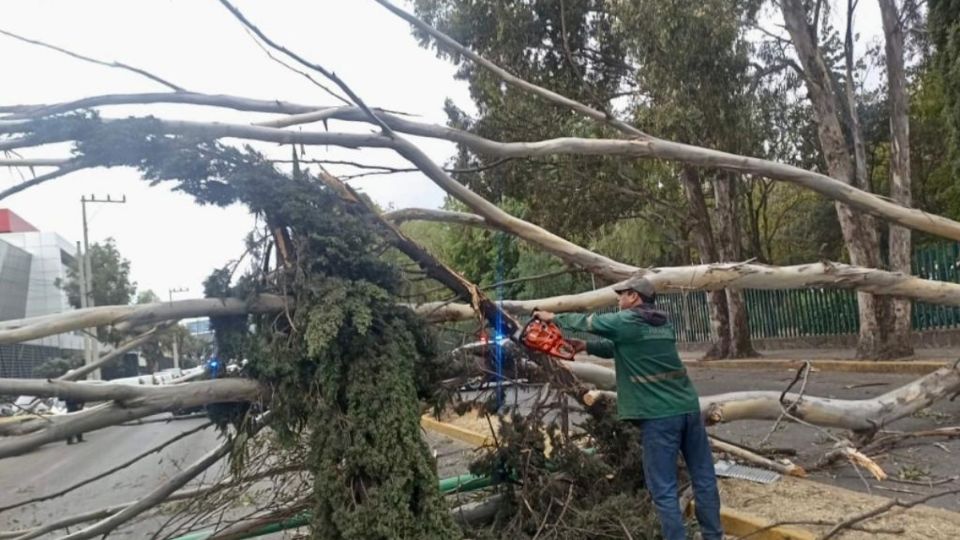 Además se registró la caída de un árbol y un poste, no se reportan heridos