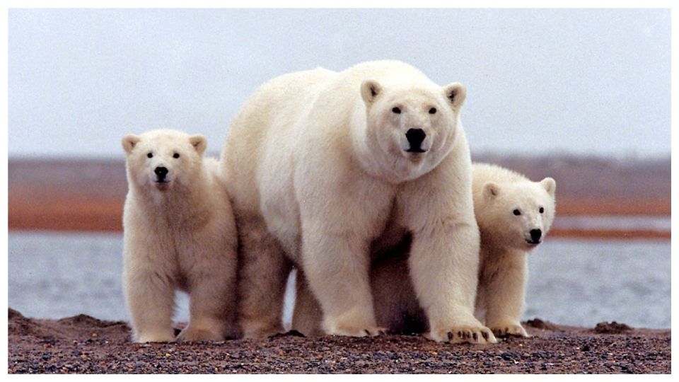 Puede impactar sobre hábitats de especies como el oso polar: ONU