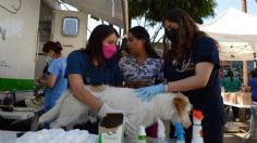 Sedema realiza jornada de vacunación y esterilización animal en Tlalpan