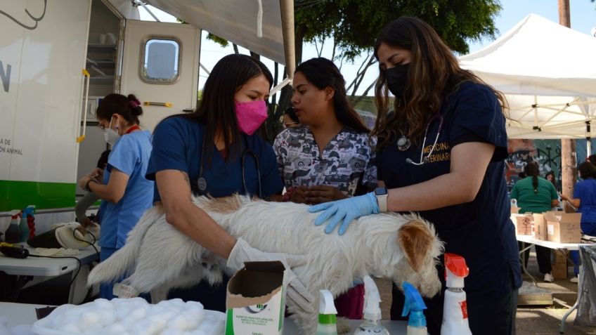 Sedema realiza jornada de vacunación y esterilización animal en Tlalpan