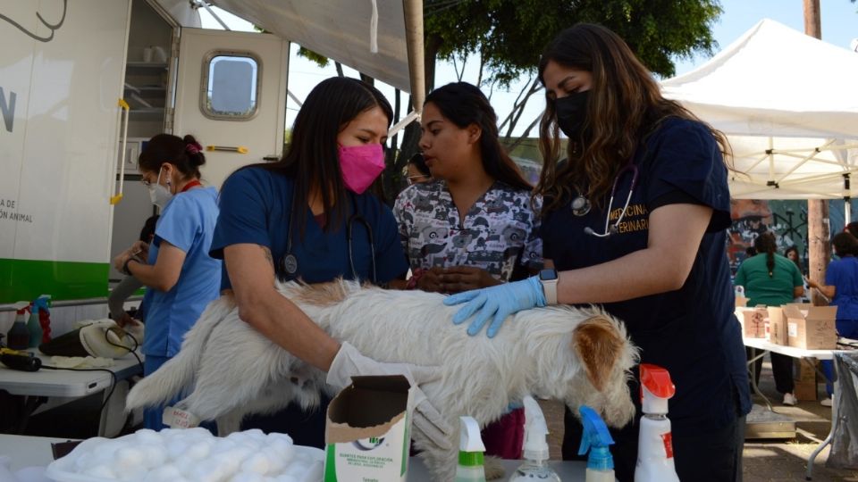 En la jornada de bienestar animal se dieron 189 valoraciones médicas veterinarias