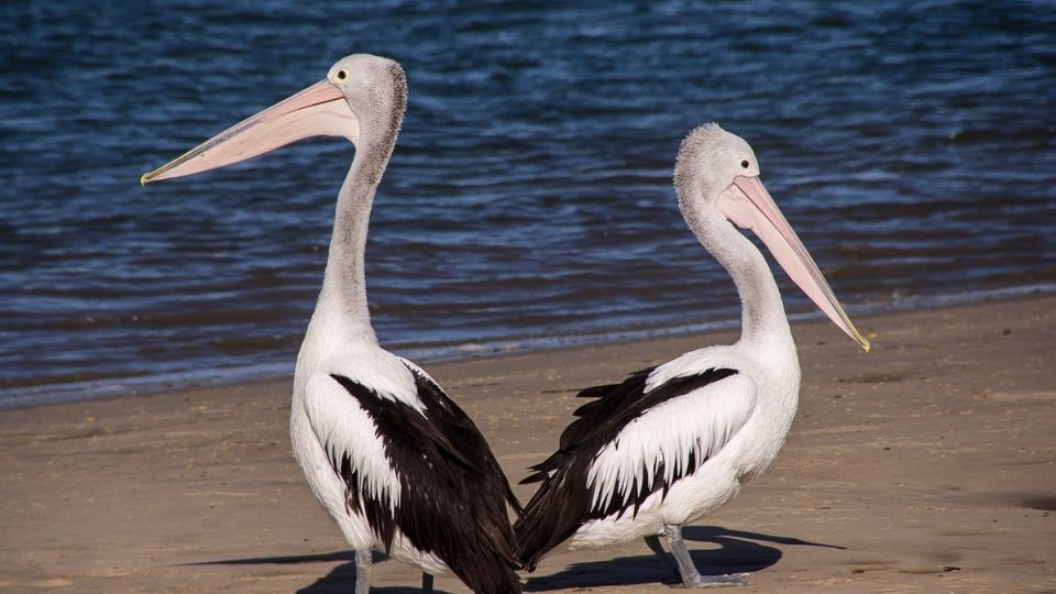 La gripe aviar ha matado a miles de animales en países como Perú, Ecuador, Paraguay y Argentina, especialmente a aves