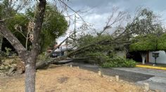 Advierten que fuertes vientos y tormentas provocarían "caída masiva" de árboles en el Valle de México