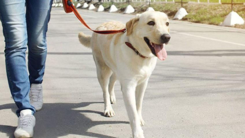 Brutal e indignante: un hombre mata a patadas al perrito de una niña porque tropezó con la correa