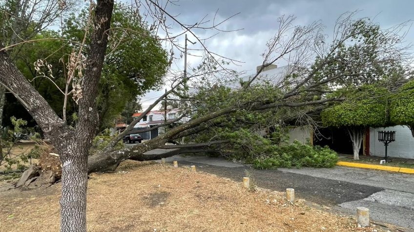 Advierten que fuertes vientos y tormentas provocarían "caída masiva" de árboles en el Valle de México