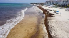 Alerta en Florida y el Caribe: una inmensa y kilométrica masa de algas amenaza sus paradisiacas playas