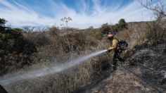 Los incendios forestales tardan 30 años en recuperar el daño al terreno