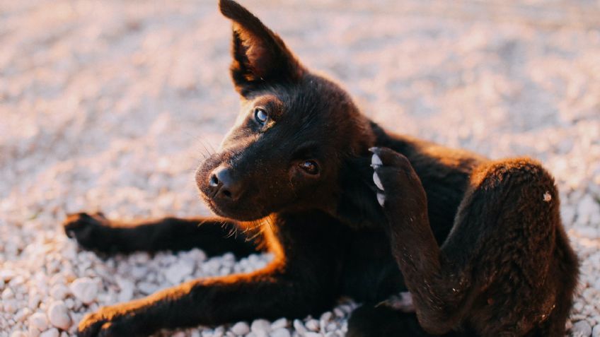 Perros: 3 remedios caseros para eliminar las pulgas y cuidar a tu mascota