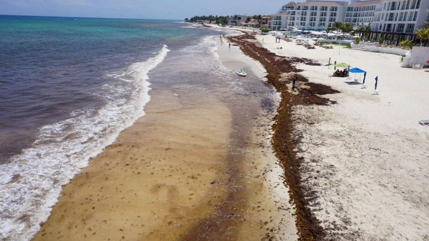 Alerta en Florida y el Caribe: una inmensa y kilométrica masa de algas amenaza sus paradisiacas playas