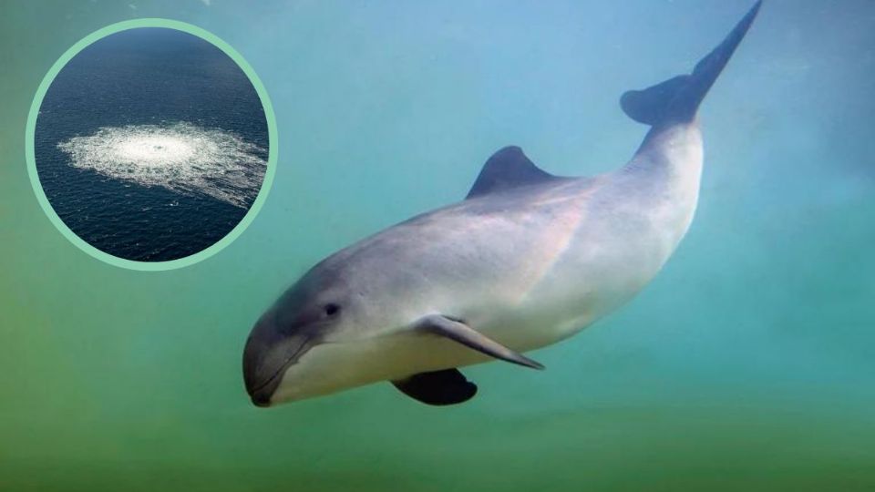 Las explosiones liberaron más de 100 mil toneladas de metano al mar y a la atmósfera.