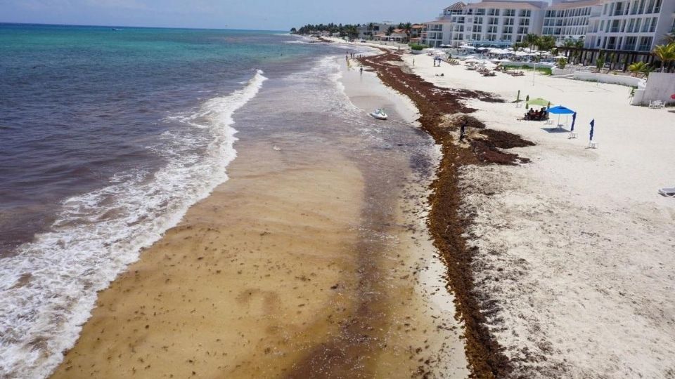 El alga tiene sus ventajas cuando se encuentra a la deriva en el mar, sin embargo al tocar las playas se vuelve un mal oliente problema.
