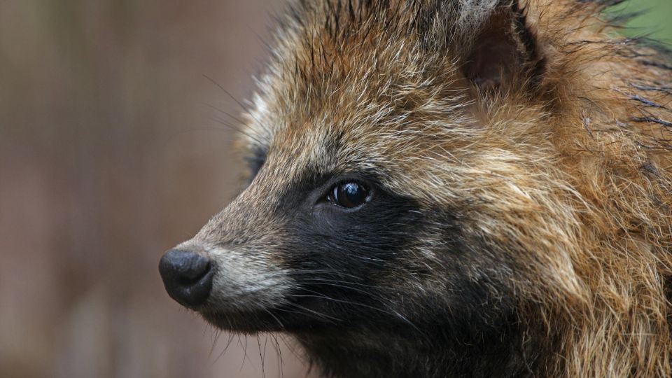 Nuevas investigaciones revelan que el coronavirus pudo ser transmitido por perros mapache.