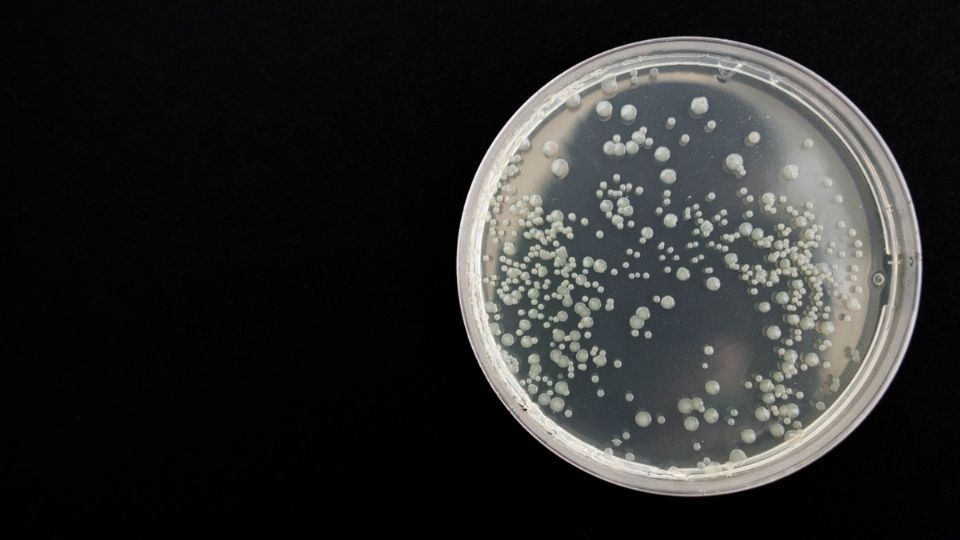 Las bacterias resistentes a los antibióticos ya son causantes de la muerte de millones de personas en el mundo.