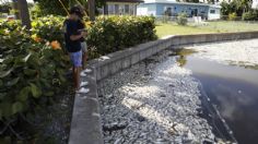 Marea roja: un dolor de cabeza y un mal recurrente en la costa oeste de Florida