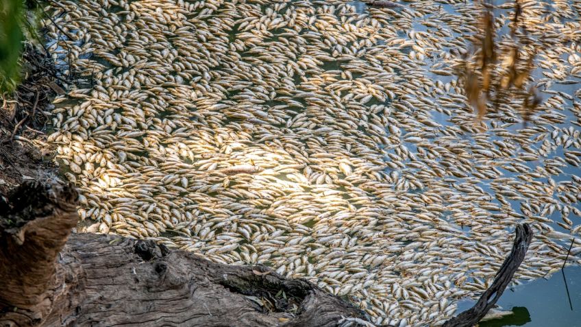 Intensa ola de calor mata millones de peces en el sureste de Australia