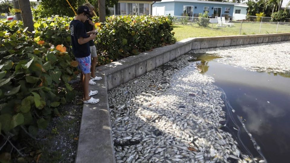 Este año el mayor factor para su floración ha sido el efecto de arrastre provocado por el huracán Ian que golpeó Florida a finales de septiembre