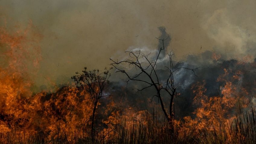 Incendios forestales en México: las terribles consecuencias que podría traer esta temporada para el medio ambiente