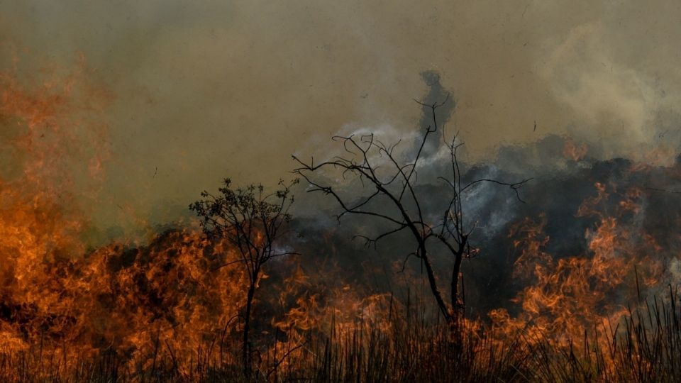 La mayoría de los incendios forestales son provocados por la actividad humana.