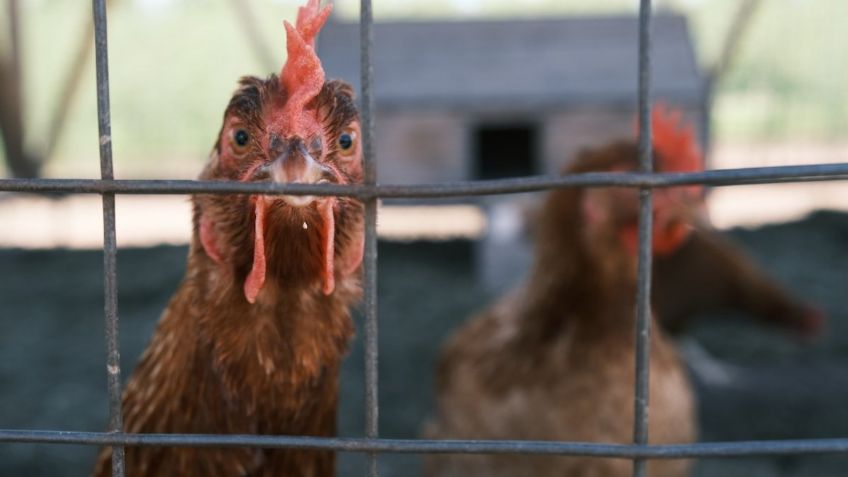 La carrera para evitar una pandemia de gripe aviar: estas farmacéuticas ya preparan la vacuna vs H5N1