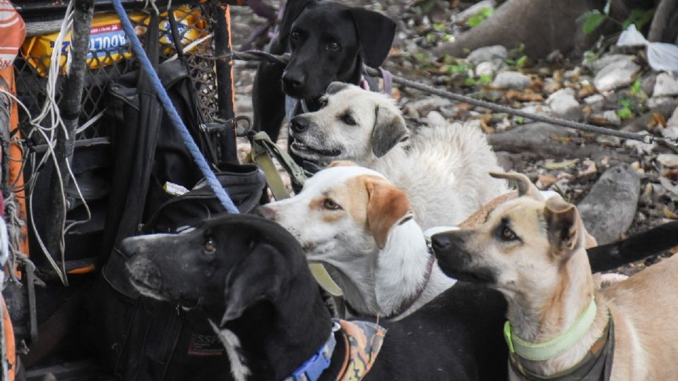 Según las encuestas hechas a distintos protectores de animales este incremento de animales abandonados fue en un 15% durante la pandemia