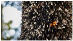 Peligra hábitat de Mariposa Monarca en México