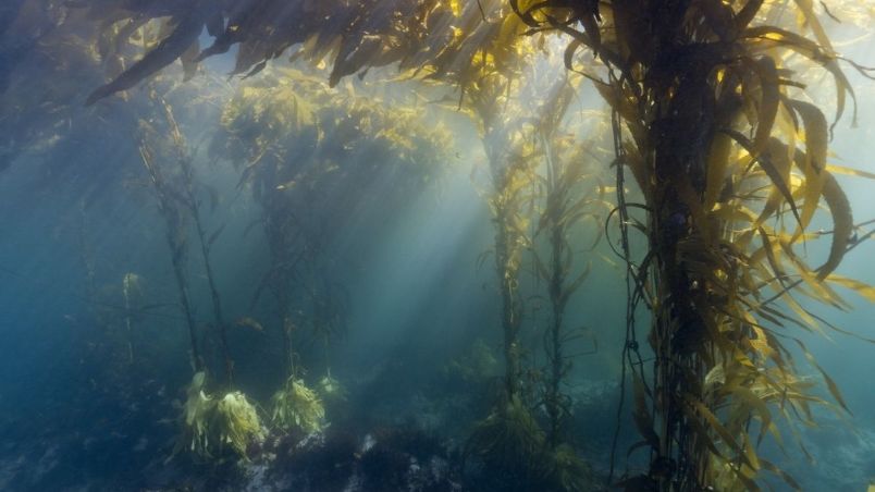 Los bosques de kelp en la región más austral de Argentina y Chile podrían frenar la crisis climática.