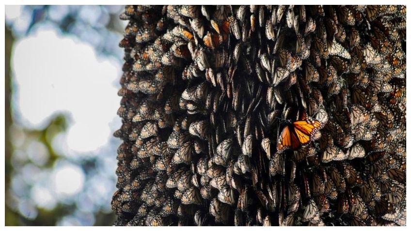 Peligra hábitat de Mariposa Monarca en México