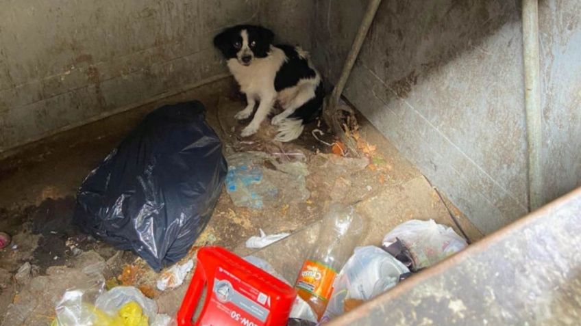 VIDEO: Sin piedad arroja a su perrita a un basurero, policías la rescatan y adoptan