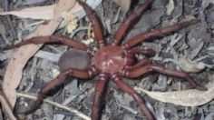 ¡Cuidado! Una nueva y terrorífica araña gigante que muerde acecha en las madrigueras