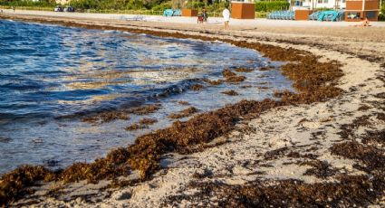 Marina atiende problemática del sargazo en playas mexicanas: AMLO