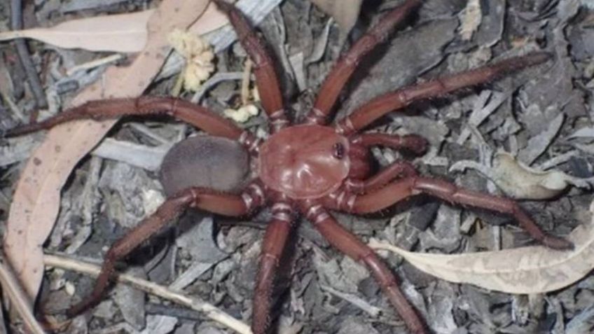 ¡Cuidado! Una nueva y terrorífica araña gigante que muerde acecha en las madrigueras