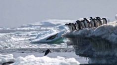 Los pingüinos son los primeros en sufrir la emergencia climática