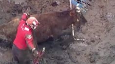 VIDEO | Intensas lluvias dejan atrapadas a vacas en California: bomberos acuden al rescate